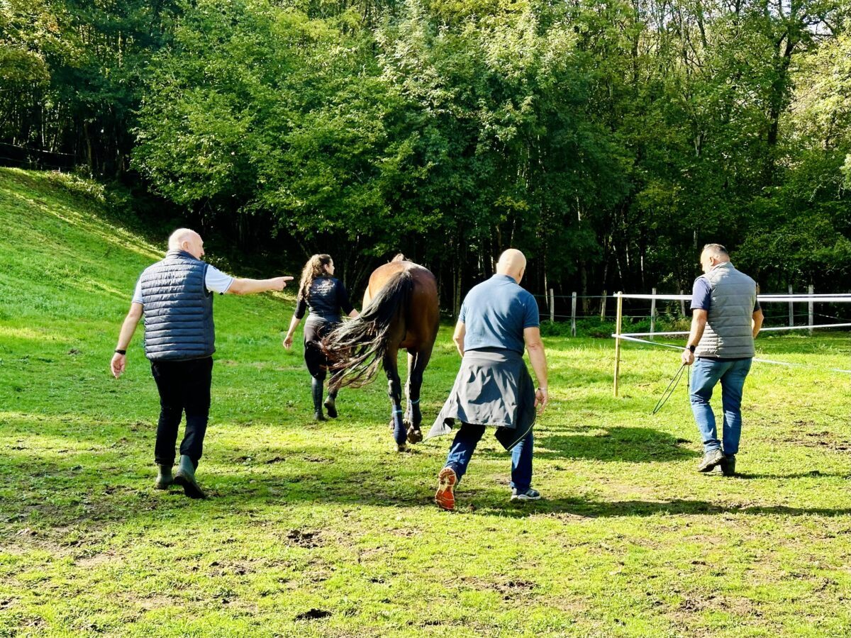 Séance d’équicoaching avec un cheval