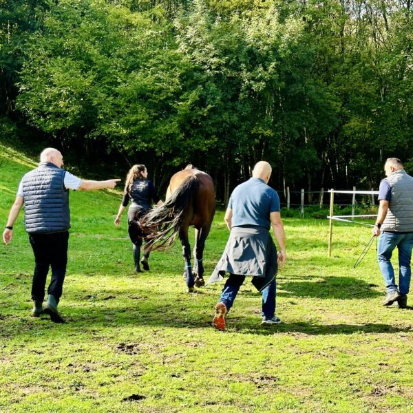 Travail avec le cheval